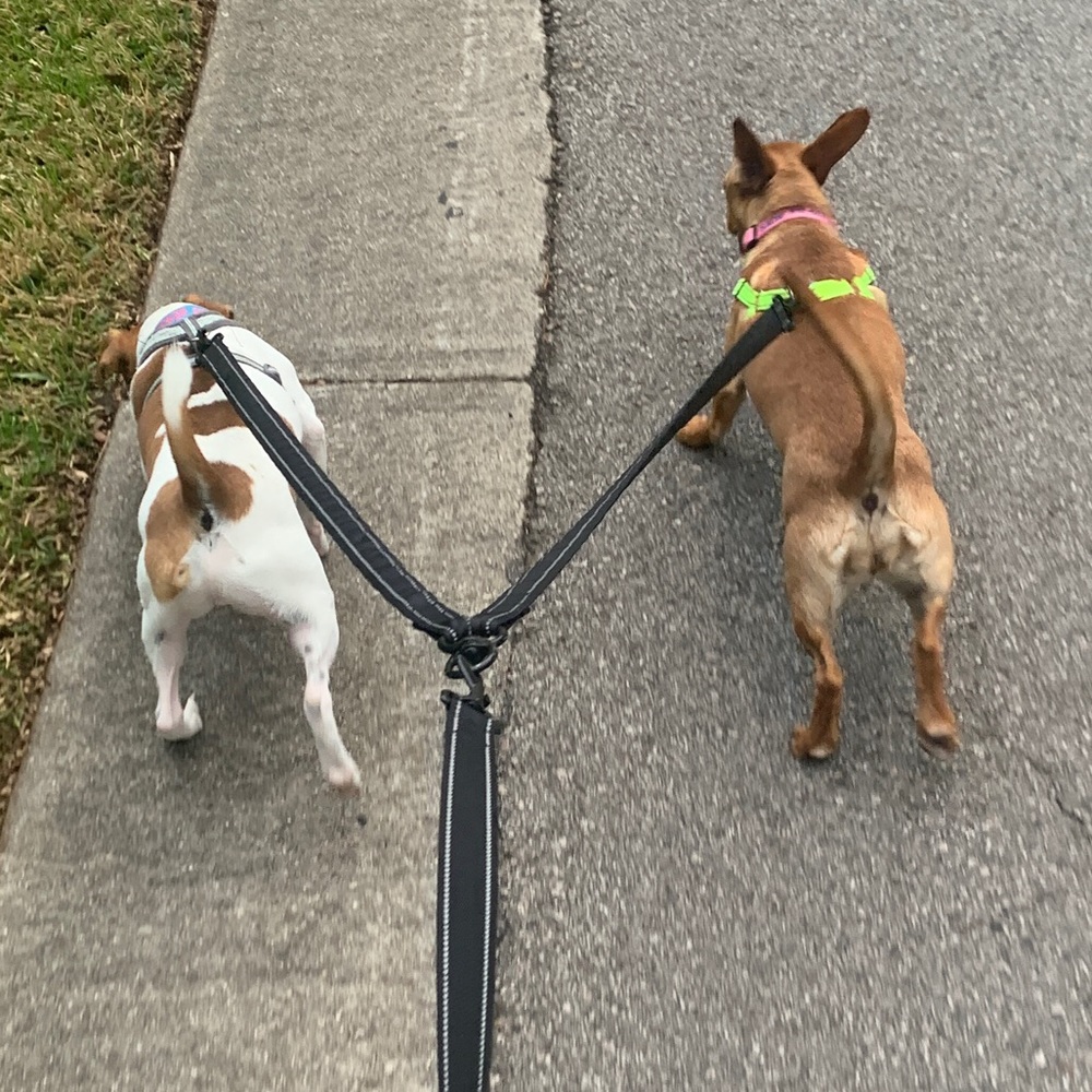 Meet your Posher, Laney